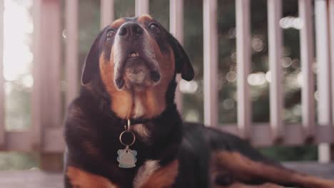 A-dog-lays-on-a-porch-and-looks-up-and-smiles