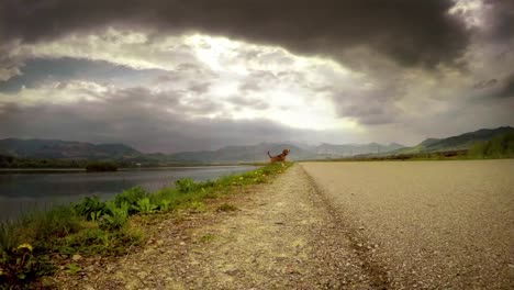 4-K-movimiento-cámara-de-vídeo-de-Beagle-durante-el-caminar