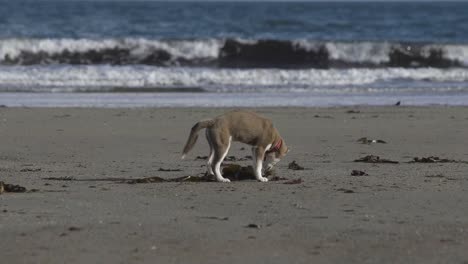 Linda-perro-Excavando-en-la-arena-de-la-playa