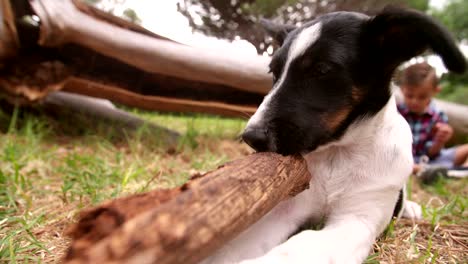 Verspielte-Hund-spielen-mit-Stick-ein-wenig-im-Hintergrund