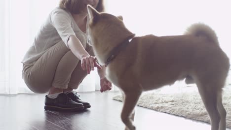 Frau-spielt-mit-einem-Shiba-Hund-im-Wohnzimmer.