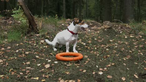 perro-pequeño-con-su-juguete