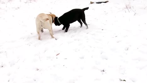 Zwei-Labrador-Hunde-zusammen-spielen