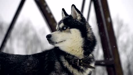 Husky-Spielen-im-Schnee