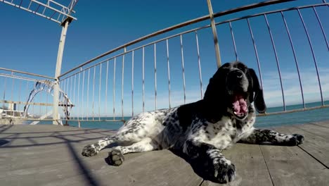 Hund-vor-Meer-ruhen