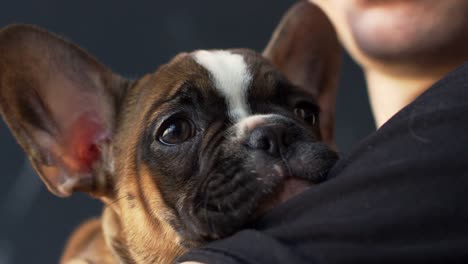 Französische-Bulldogge-Welpen-hielt-in-Händen,-Nahaufnahme,-Schüsse-aufs-R3D