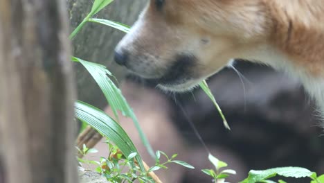 perro-está-comiendo-hoja-de-árbol