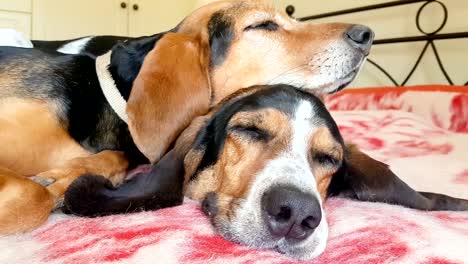 Loving-moment-of-two-dogs-sleeping-on-top-of-each-other.-A-funny-moment.