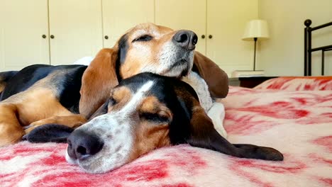 Dog-couple-sleeping-on-top-of-each-other.-A-sweet-moment-of-two-cute-pets.