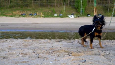 Un-perro-pequeño-(una-raza-de-terrier-de-juguete)-las-cortezas-en-el-operador.-El-perro-se-encuentra-en-una-playa-de-arena.-Tarde-nublada-de-primavera.