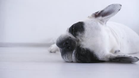 Black-and-white-french-bulldog-is-sleeping-in-white-room.-4K-video-for-background-of-pet-shop,-clinic.