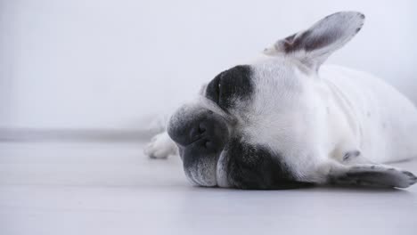 Blanco-y-negro-francés-bulldog-está-durmiendo-en-la-habitación-blanca.-Video-de-4K-para-el-fondo-de-la-tienda-de-mascotas,-clínica.