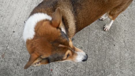 Street-dog-in-Thailand