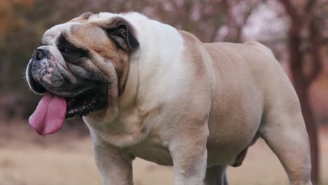 Lustige-Schuss-von-Bulldog-stehen-und-schwer-atmend