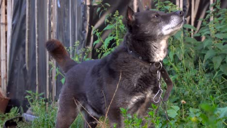 ein-Hund-ist-schnüffeln,-was-ist-in-der-Umgebung