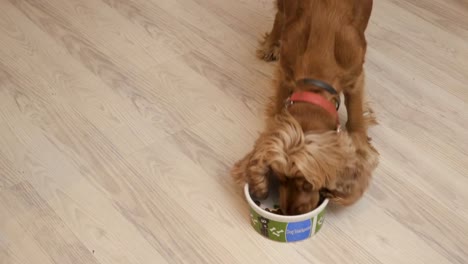 Pretty-dog-eats-dry-feed