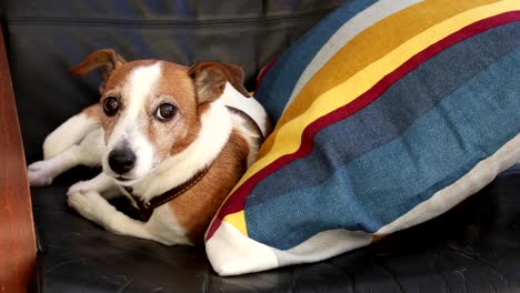 Perro-Jack-Russell-terrier-acostado-en-el-sillón