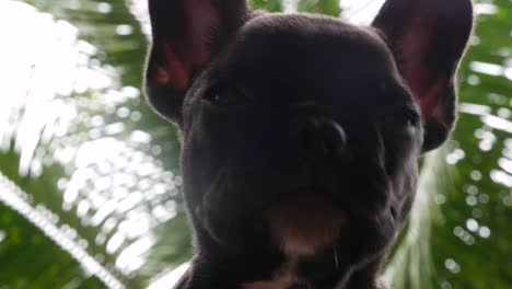 French-bulldog