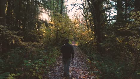 Dreamy-Colorful-Leaves-Autumn-Hiking-Scene-Leafy-Old-Growth-Forest-Sun-Flare-Golden-Light---Follow-Behind-Man-and-Dog-Outdoors