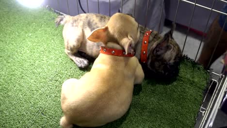 Close-up-of-tiger-pattern-and-brown-french-bulldog-sleeping-on-the-floor-with-light