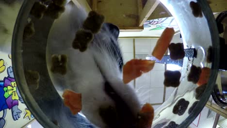 Domesticated-curious-fox-curious-like-dog-care-nose-close-camera-in-contact-zoo.-Bowl-with-transparent-bottom.-Fox-eats-carrots,-dry-food,-gently-takes-food-by-mouth.-Fox-eating.-Low-angle-view