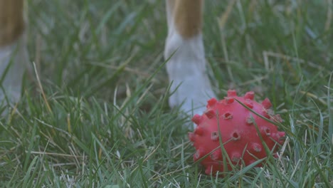 Hund-in-der-Sonnenlicht-zu-spielen