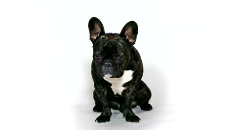 animal-dog-french-bulldog-sitting-on-white-background