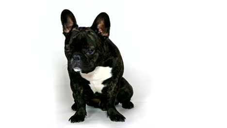 Tiere-Hund-französische-Bulldogge-sitzt-auf-weißem-Hintergrund