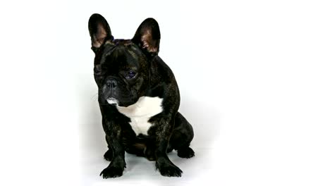 animal-dog-french-bulldog-sitting-on-white-background