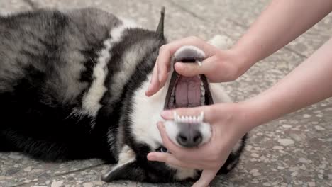 Niña-juega-con-un-husky