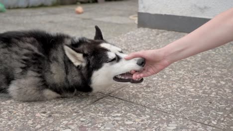 Niña-juega-con-un-husky