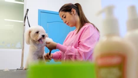 Chica-en-su-trabajo-en-la-tienda-de-mascota-y-perro-de-la-preparación