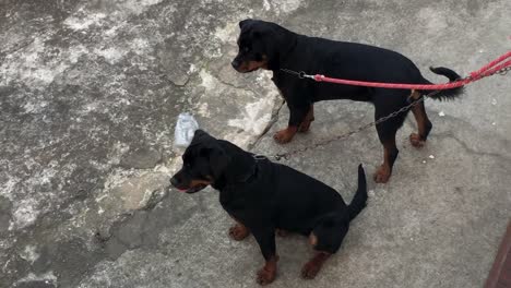 Perros-ROTTWEILLER-encadenados-a-la-pared-que-desean-atención-y-escapar-de-la-domesticación