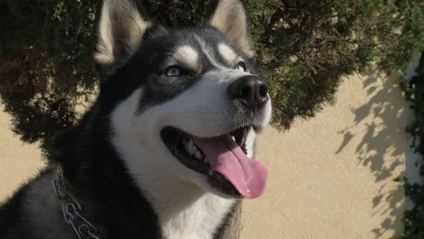 Joven-lindo-perro-husky-con-nariz-húmeda,-abrió-las-mandíbulas-y-la-lengua-hacia-fuera-con-buena-vista.-Retrato-de-un-disparo.