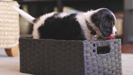 Shot-of-a-cute-puppy-playing-inside-a-basket-and-getting-his-red-chew-toy.