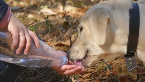 The-owner-drinks-water-from-a-dog's-hand