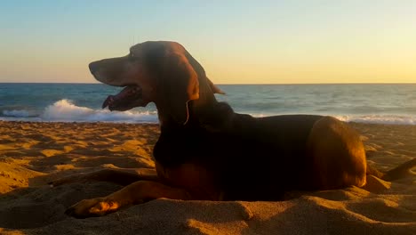 Porträt-eines-niedlichen-Hundes-gegen-das-Meer-bei-Sonnenuntergang.