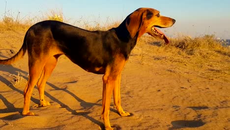 Perro-en-la-playa-sentir-feliz.