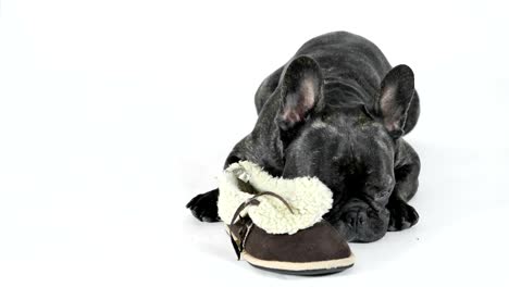 French-bulldog-lying-with-shoes-on-a-white-background