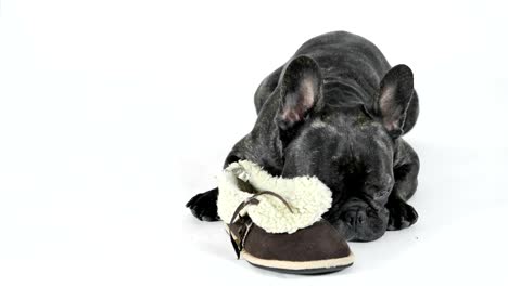 Französische-Bulldogge-liegend-mit-Schuhen-auf-weißem-Hintergrund