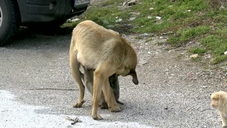 stray-dog-feeds-puppies