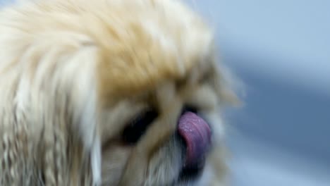 Shih-Tzu-Hund-wartet-auf-Haarschnitt