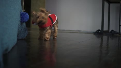 Glücklicher-kleine-braune-Hund-in-rote-Weihnachtsmann-Jacke-wedelt-mit-seiner-Rute-und-um-den-Tisch-laufen