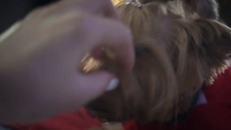 Cute-little-brown-dog-in-red-jacket-is-lying-on-bed-and-looking-behind-camera.-Close-up-portrait-shot