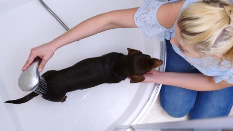 Mujer-lava-su-pequeño-perro-en-el-baño