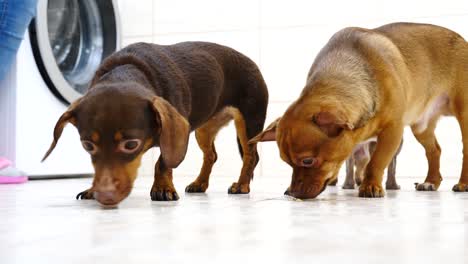 Little-cute-dogs-eating-food-treats-from-ground