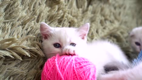 Close-up-portrait-of-kitten-with-balls-of-threads