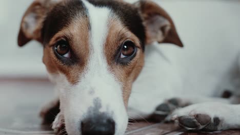 Jack-Russell-Terrier-lays-onlays-on-his-place