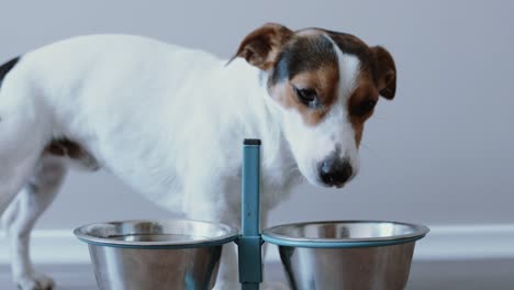 Hund-aus-seiner-Schüssel-essen