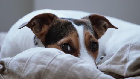 Jack-Russell-Terrier-lays-onlays-on-his-place